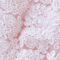 Cleo Dusty Pink Crochet Lace